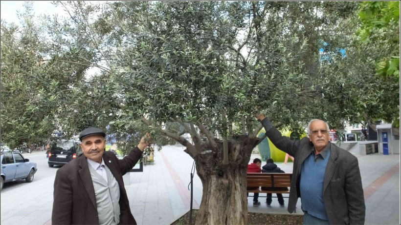 NİSAN YAĞMURLARI ZEYTİNDE UMUDU ARTIRDI