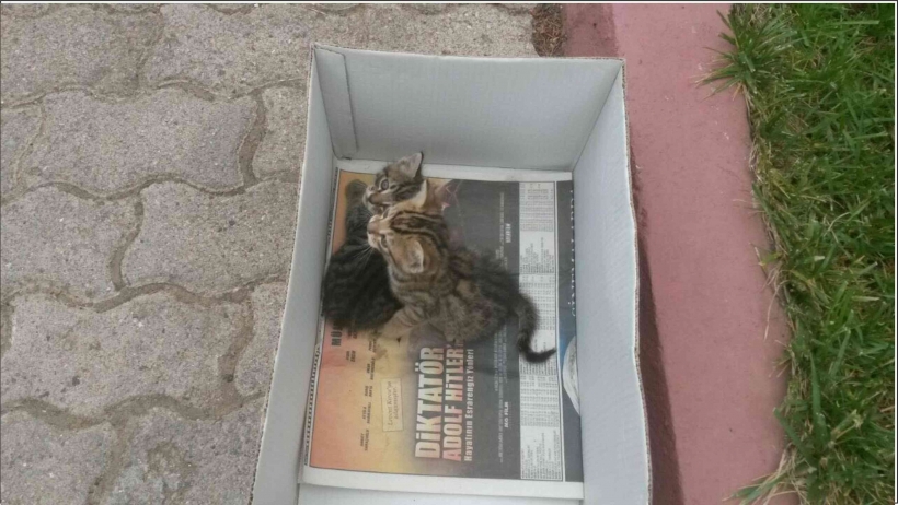 MOTORA SIKIŞAN KEDİLERİ İTFAİYE KURTARDI