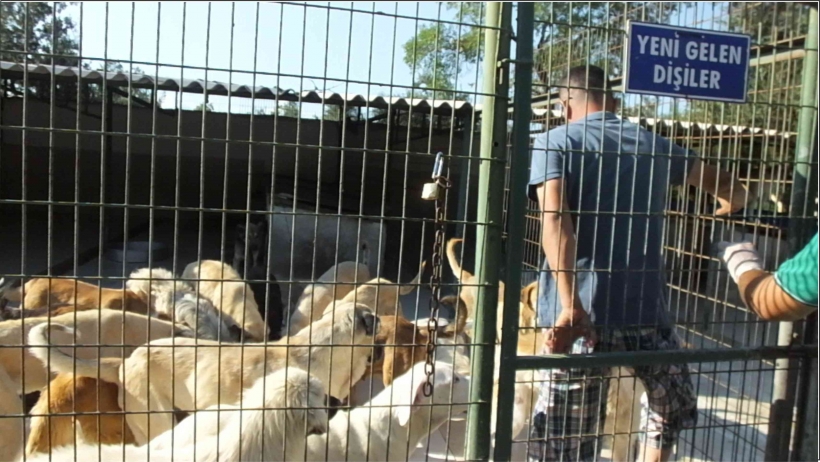 KA&Ccedil;AK ETLER K&Ouml;PEKLERE YARADI