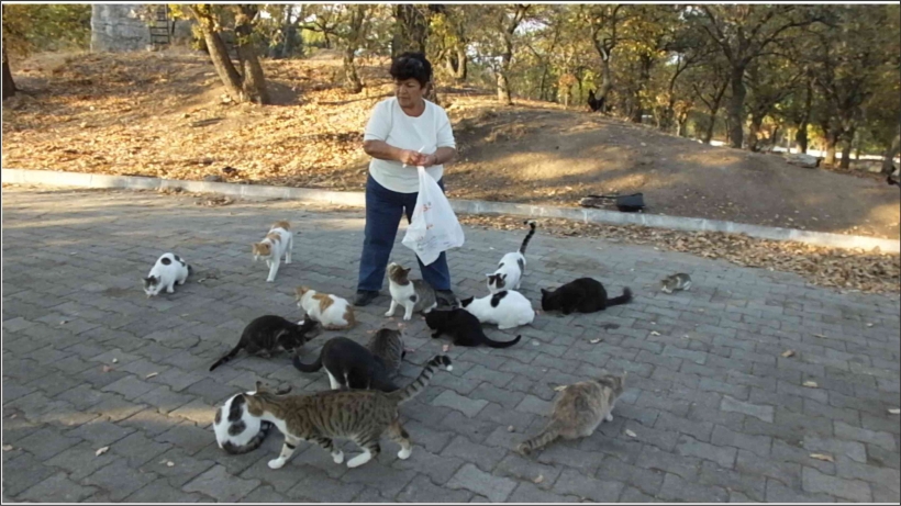EMEKLİ HEMŞİRE SOKAK KEDİLERİNE SAHİP &Ccedil;IKTI