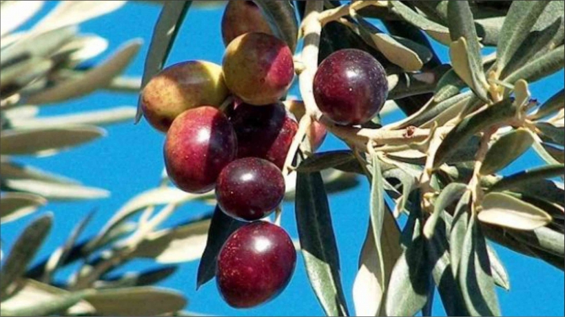 B&Uuml;Y&Uuml;KŞEHİR'DEN ZEYTİN SİNEĞİ RAPORU..