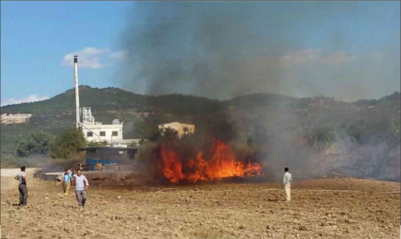 AYVALIK&rsquo;TA YOL KENARINA ATILAN İZMARİT ZEYTİNLİĞİ YAKTI