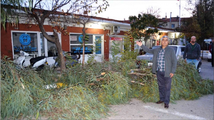 FIRTINADA DEVRİLEN AĞACIN ALTINDAN SANİYELERLE KURTULDU